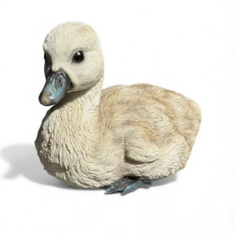 Schwanenküken